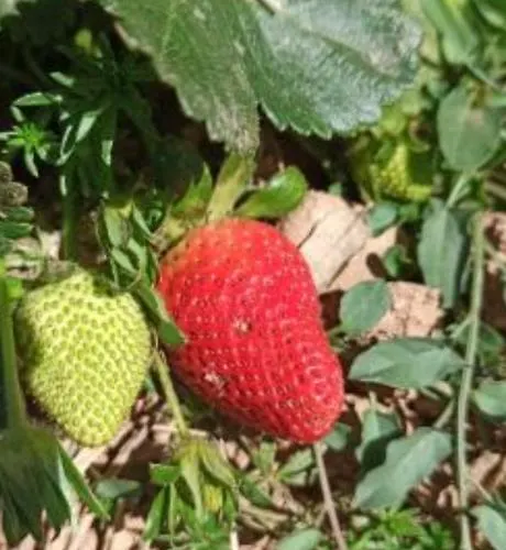 Refugio Dos Sapinhos 펜션