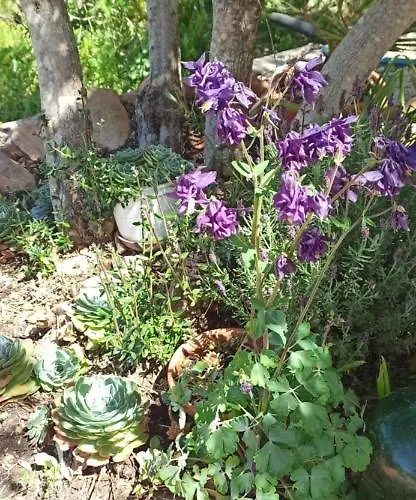 Refugio Dos Sapinhos