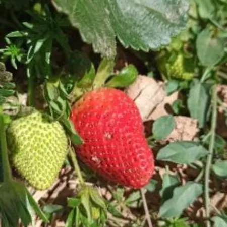 Refugio Dos Sapinhos Holiday home