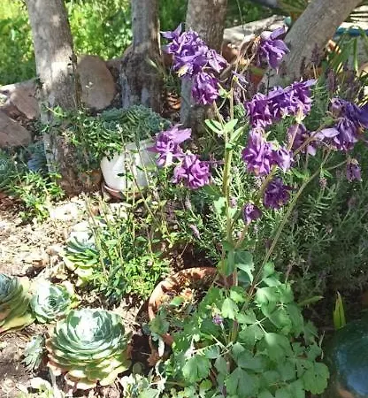 Refugio Dos Sapinhos